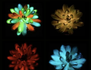 Científicos crean suculentas que brillan con luz propia tras recibir sol Científicos crean suculentas que brillan con luz propia tras recibir sol